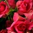 Super Nova - Spray Rose - Roses - Flowers by category | Sierra Flower ...